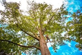 Lawn Maintenance Plans in Ford Heights, IL