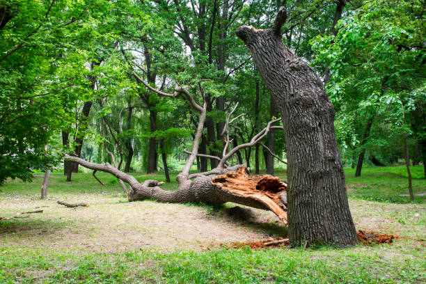 Ford Heights, IL Tree Care Company