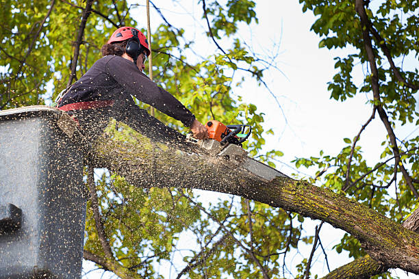 Lawn Renovation and Restoration in Ford Heights, IL