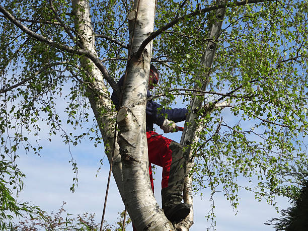 Tree and Shrub Care in Ford Heights, IL