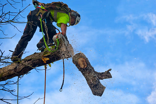 How Our Tree Care Process Works  in  Ford Heights, IL